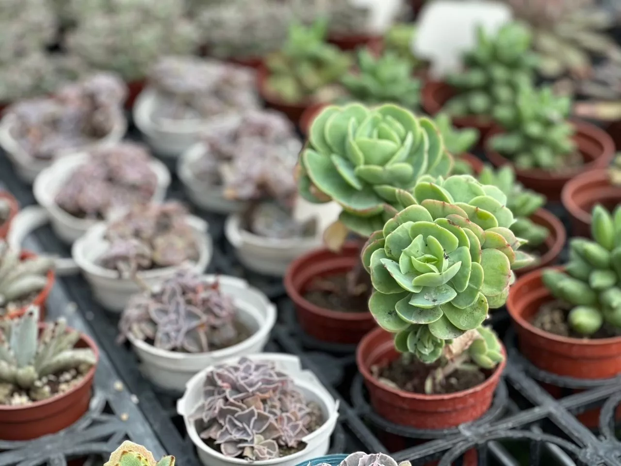 雲林創樂子療癒手作同樂會